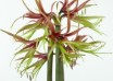 hippeastrum Chico ® (1)